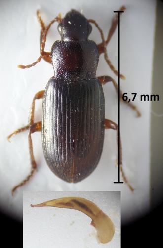 Ophonus xaxarsi
